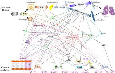 Glycolysis and beyond in glucose metabolism: exploring pulmonary fibrosis at the metabolic crossroads